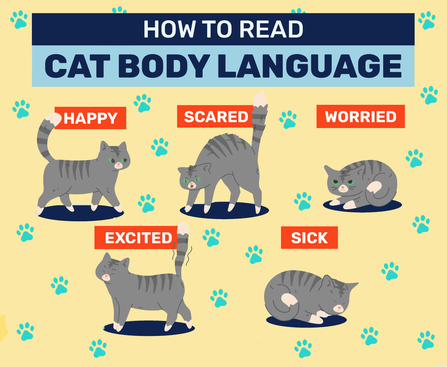 how to read cat body language