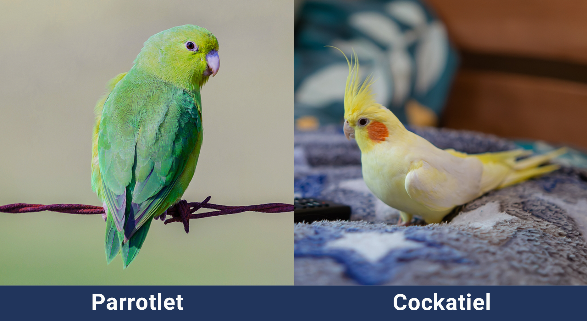Parrotlet vs Cockatiel