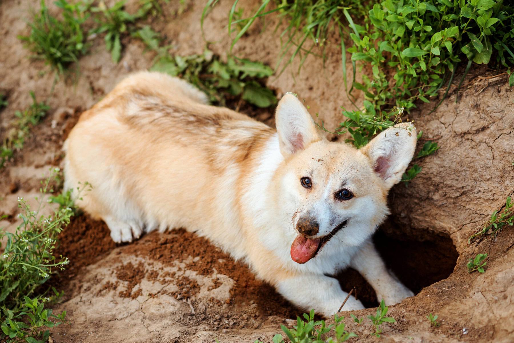 Welsh Corgi Pembroke, digs a hole in the ground