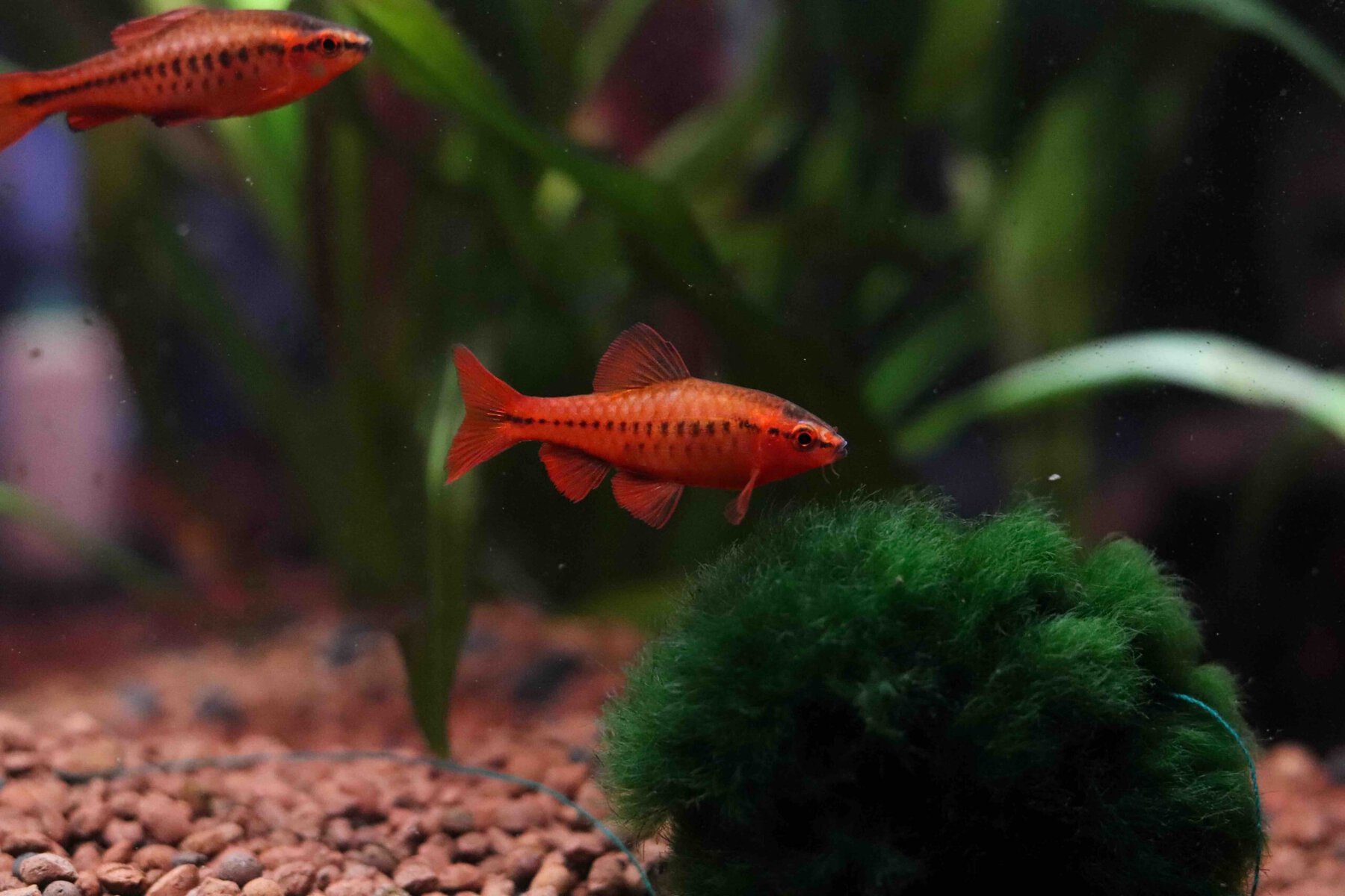 A closeup of a Cherry barb fish swimming in an aquarium