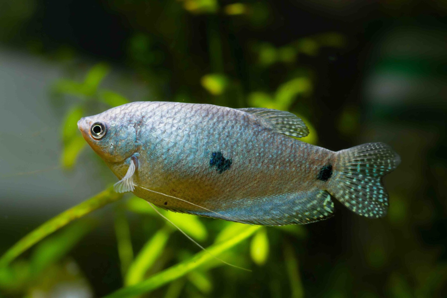 Blue Gourami Three Spot Gourami