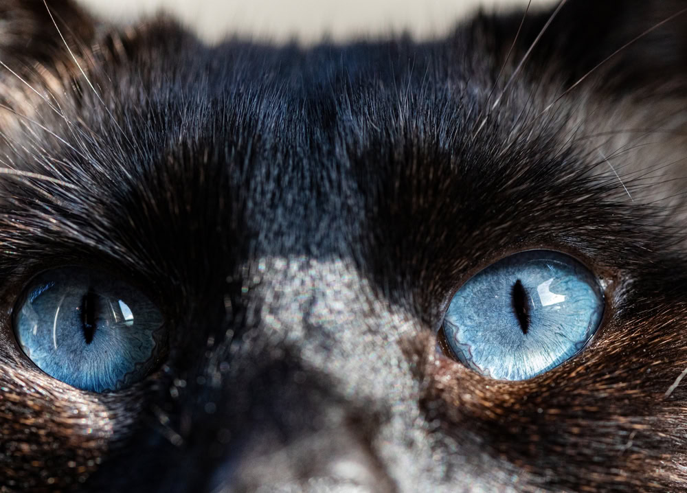 Cat Eyes Close Up