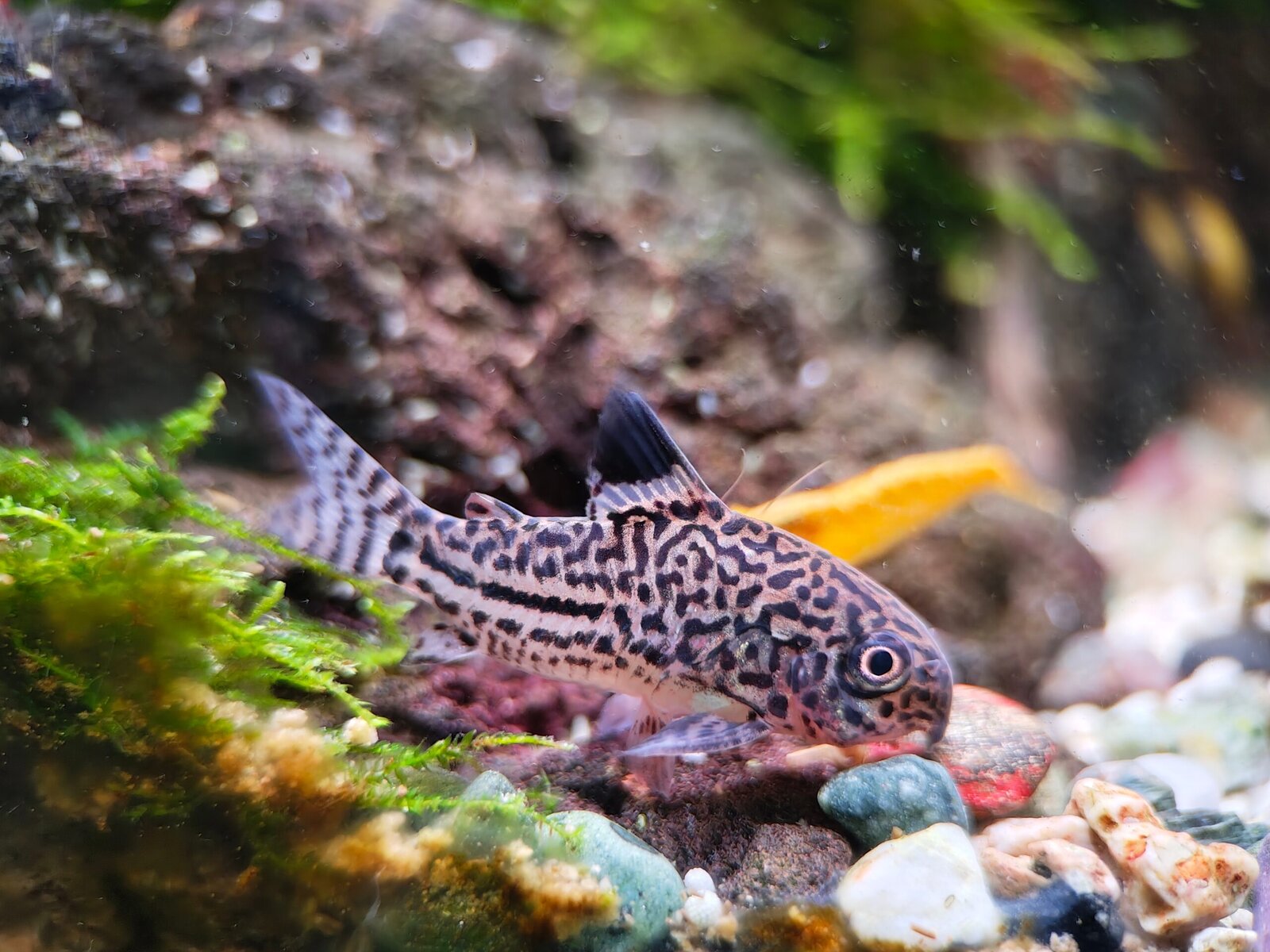 Corydoras,Julii,Freshwater,Catfish,Is,Swimming,Along,Small,Rocks,Looking