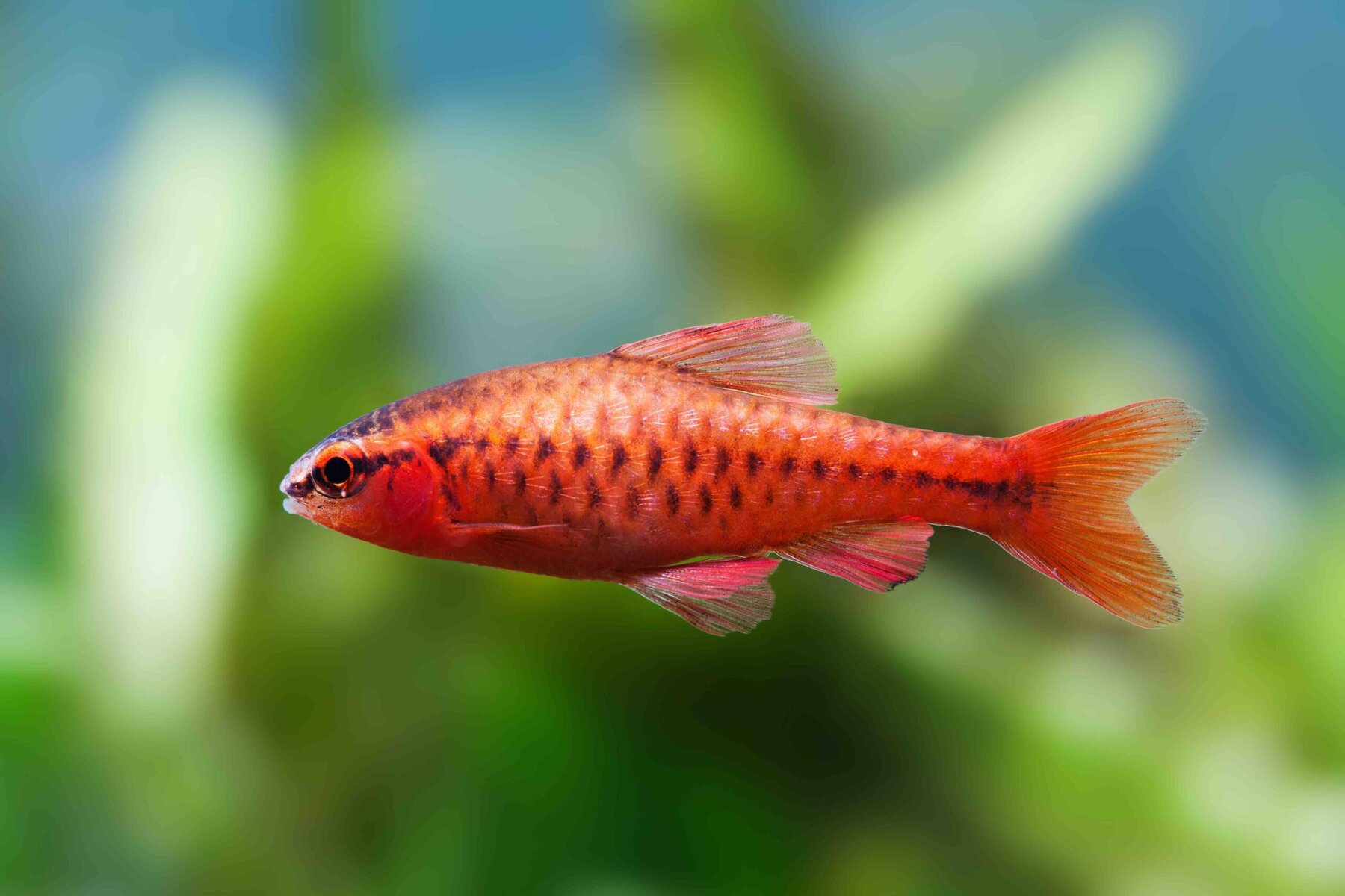 Beautiful red fish on soft green plants background. Male cherry barb swimming tropical freshwater aquarium tank. Puntius titteya belonging to the family Cyprinidae. Macro view, shallow depth of field.