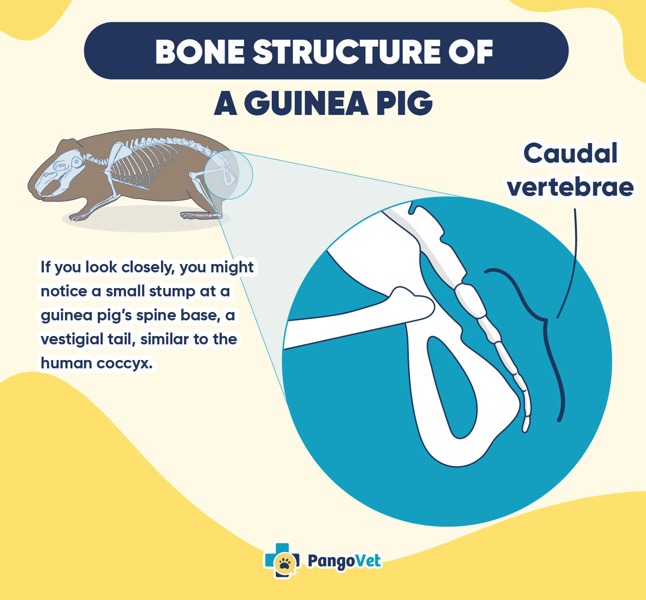 PangoVet_Bone Structure of a Guinea Pig Infographic