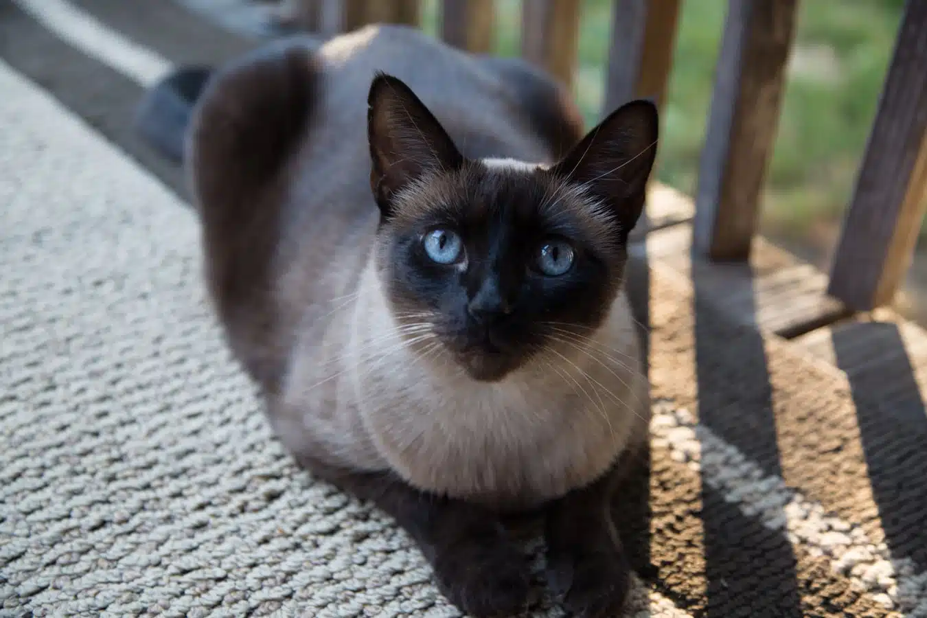 Siamese cat