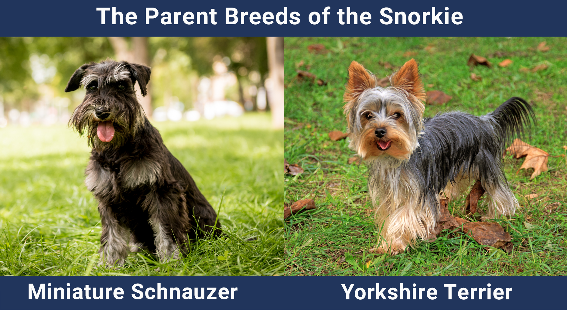 The Parent Breeds of the Snorkie