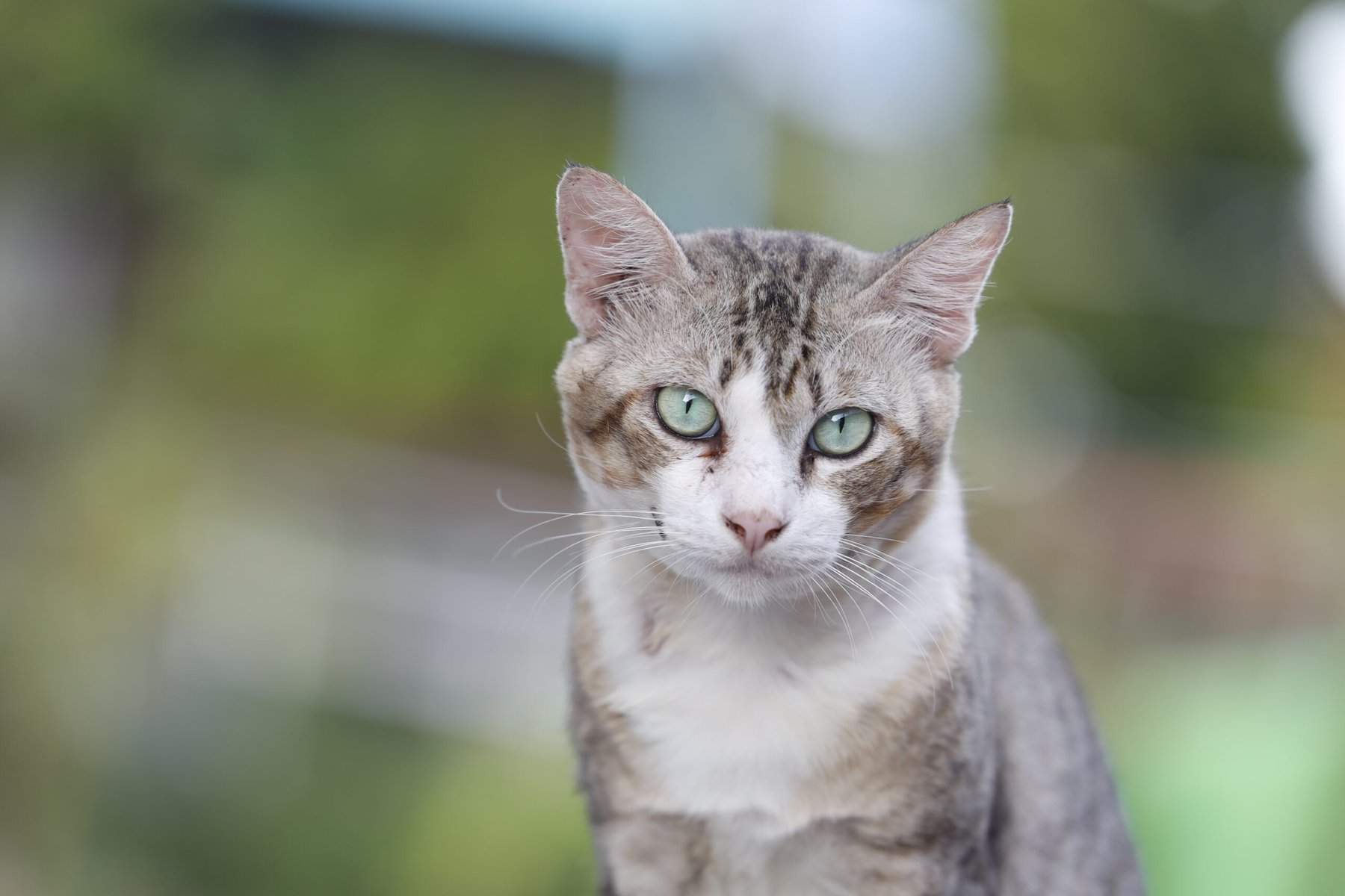 The cat stared without blinking