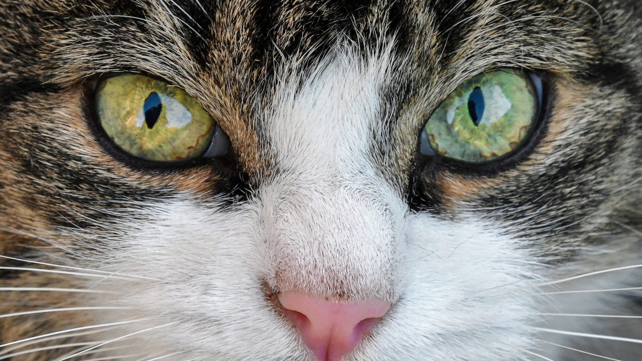 The cat's gaze is intense and captivating as its eyes lock onto something intriguing