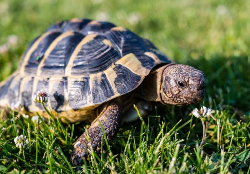 greek-tortoise-crawling-in-the-grass