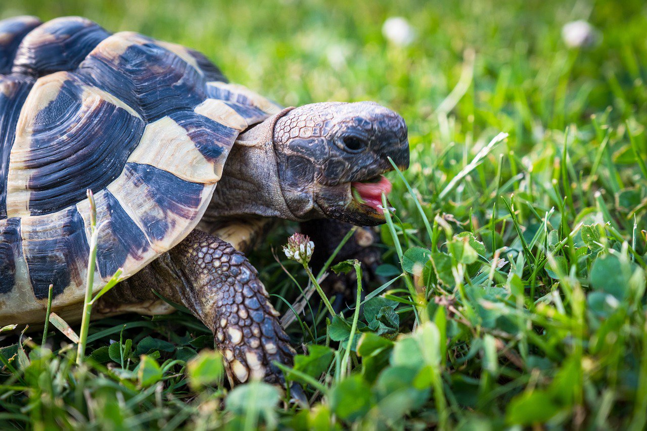 greek tortoise in the grass