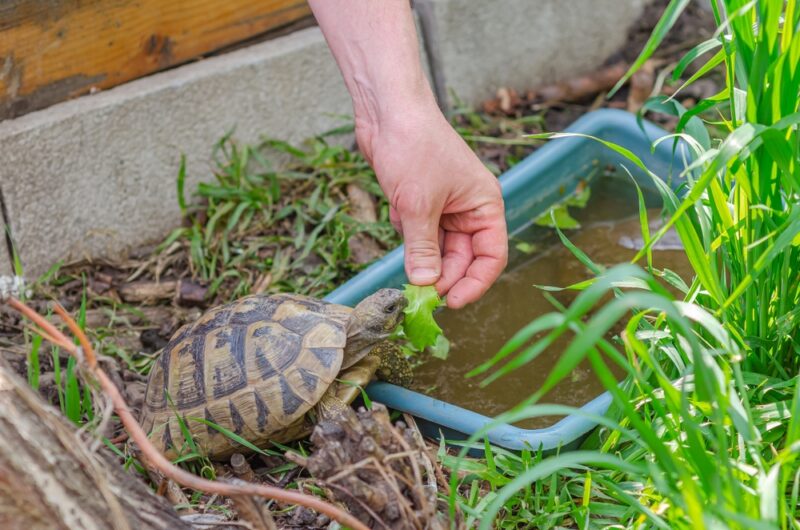 owner-feeding-their-greek-tortoise-next-to-box-with-water