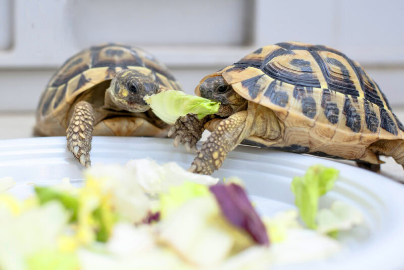 two-turtles-eating-lettuce-together