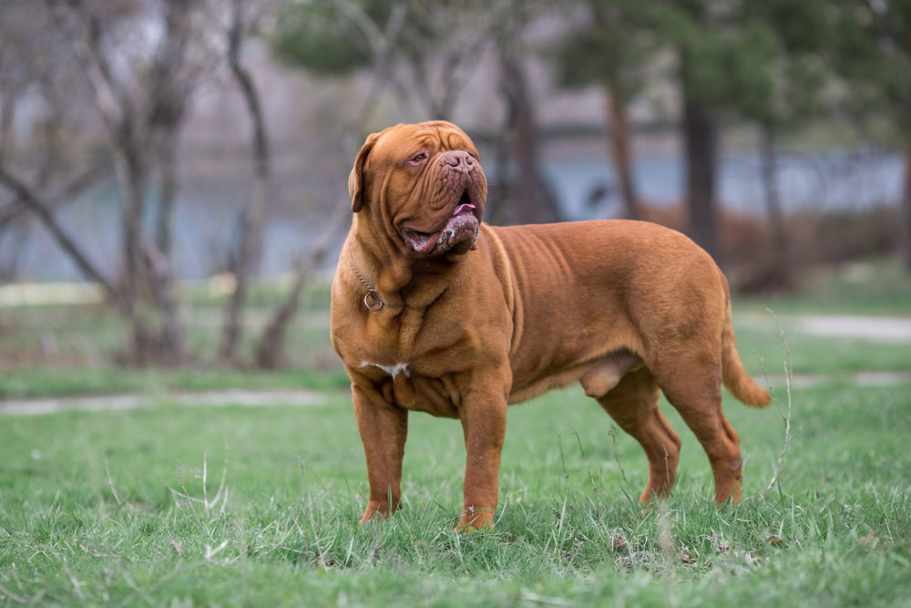 Dogue de Bordeaux standing on grass