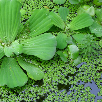 Duckweed