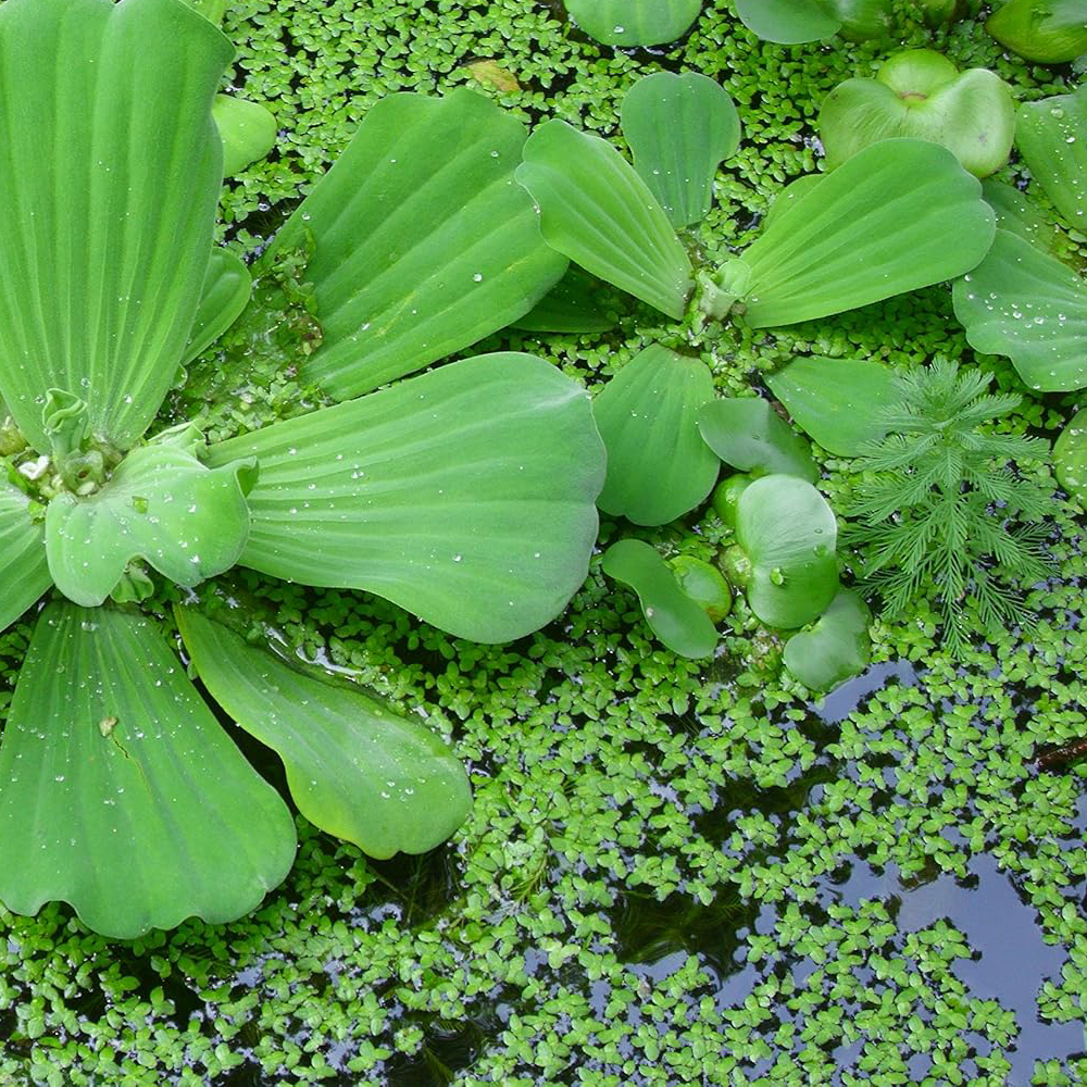 Duckweed