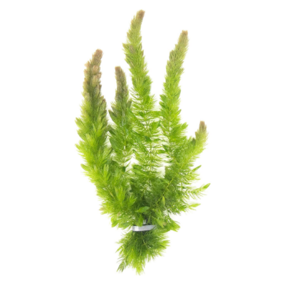 Hornwort
