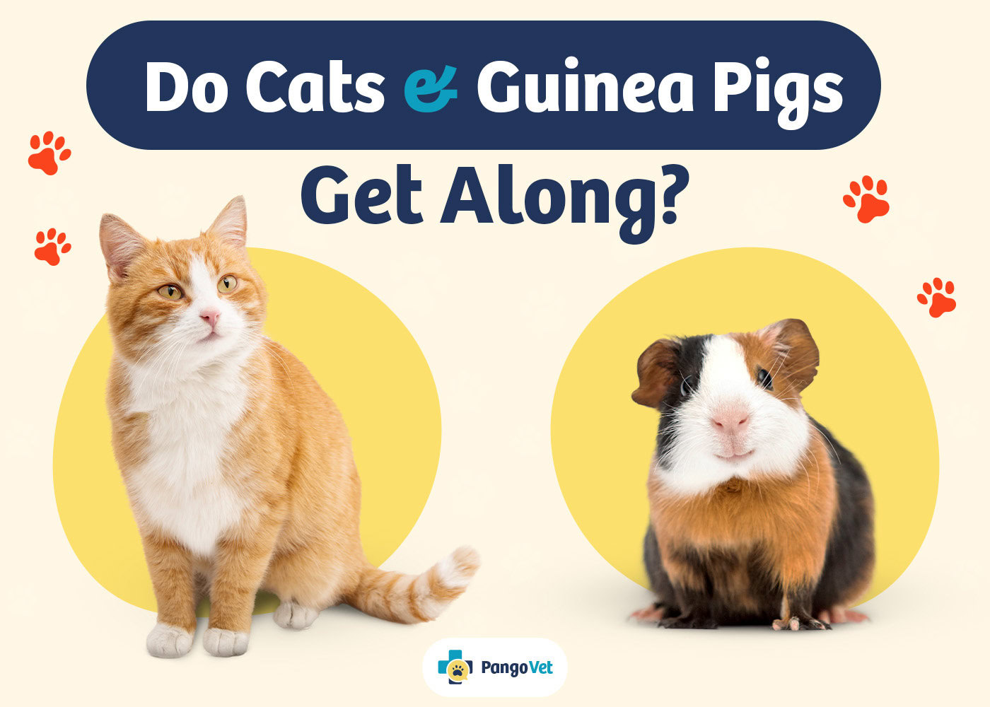 PangoVet_Cats & Guinea Pigs Get Along_v1_Aug 8 2024