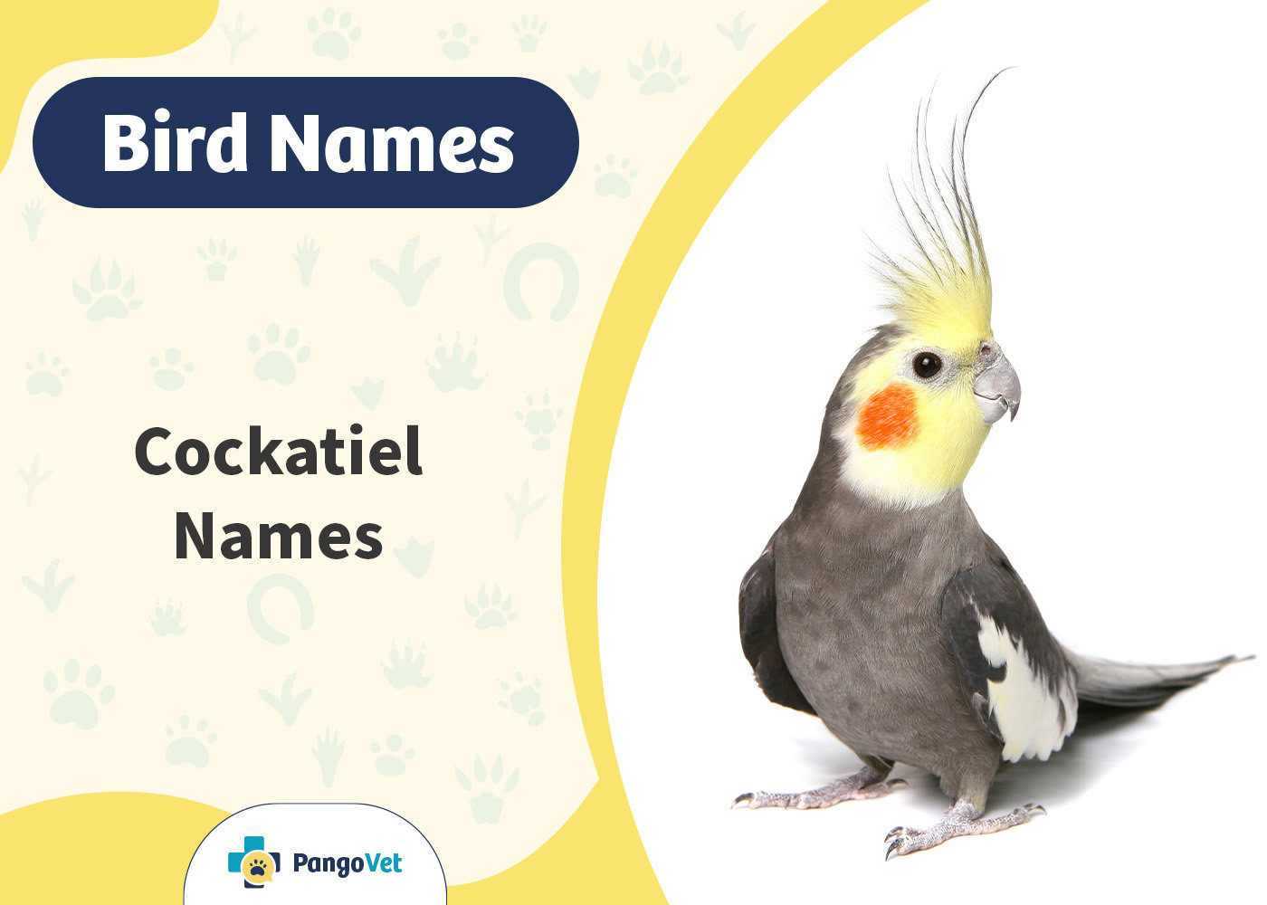 PangoVet_Cockatiel Names