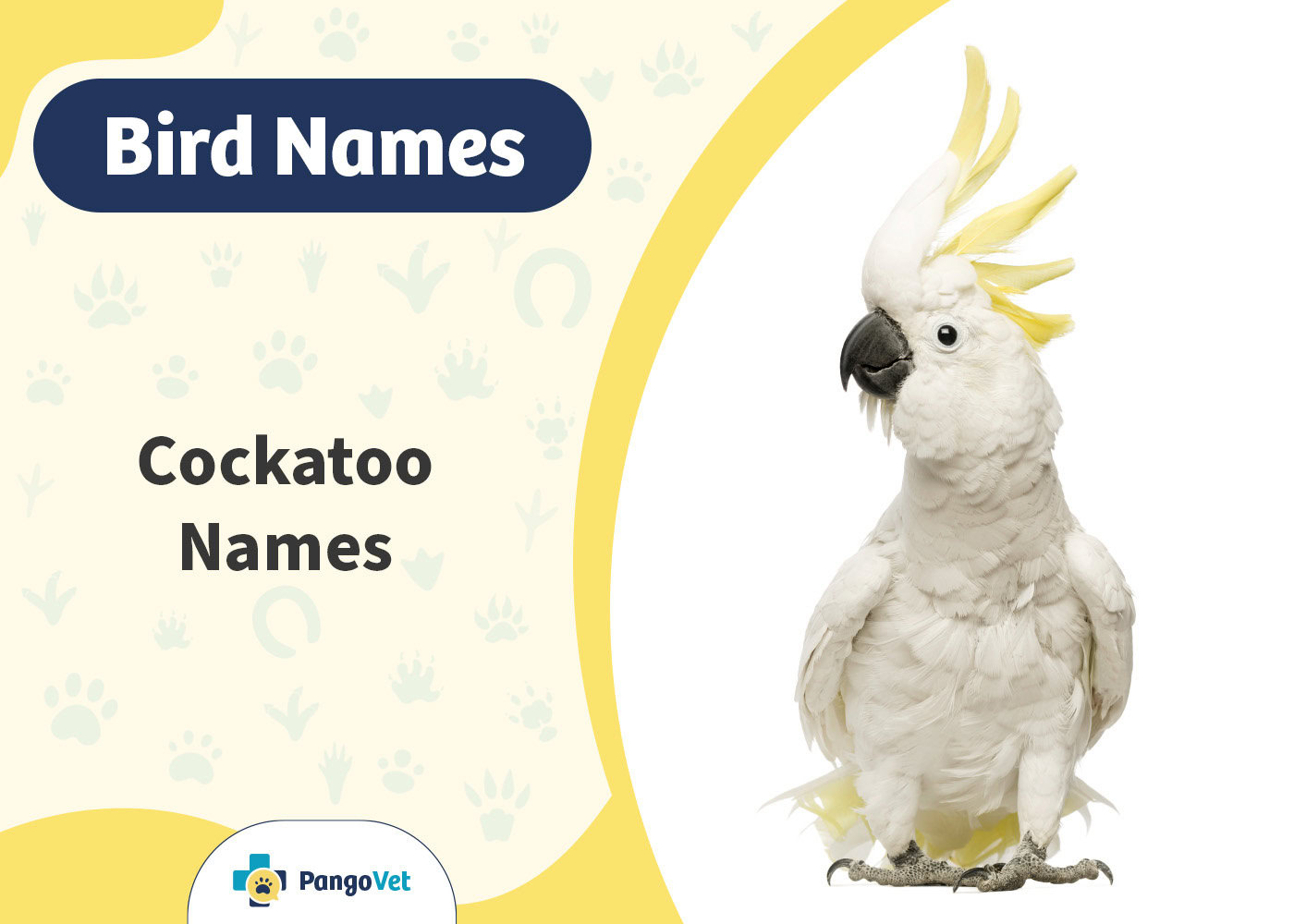 PangoVet_Cockatoo Names