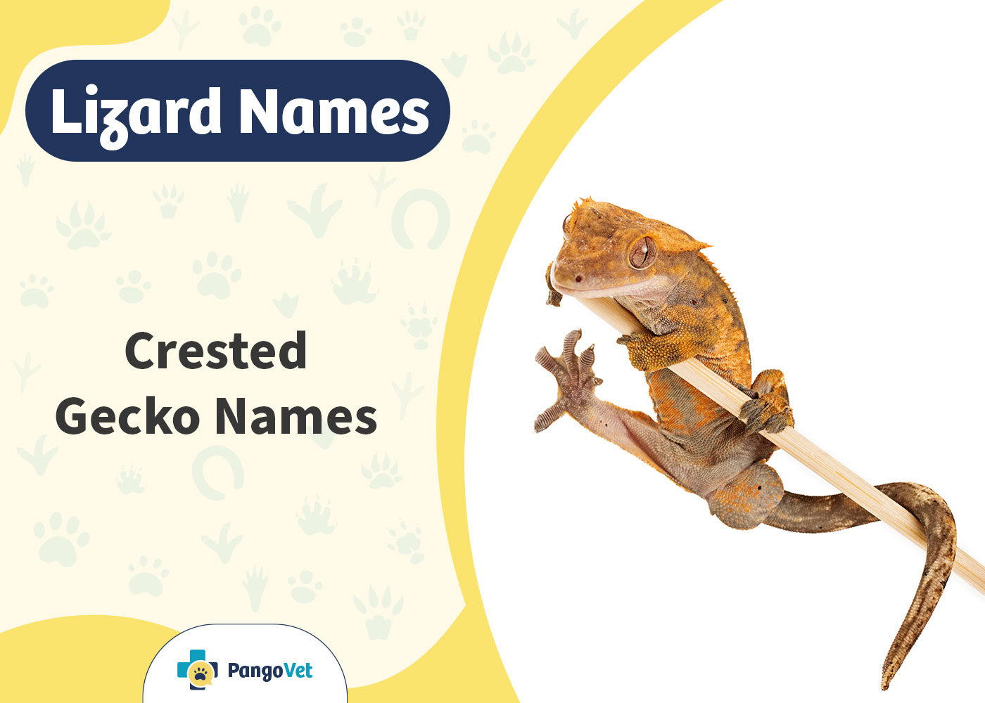 PangoVet_Crested Gecko Names