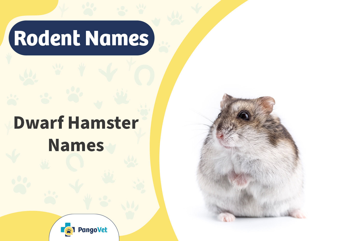 PangoVet_Dwarf Hamster Names