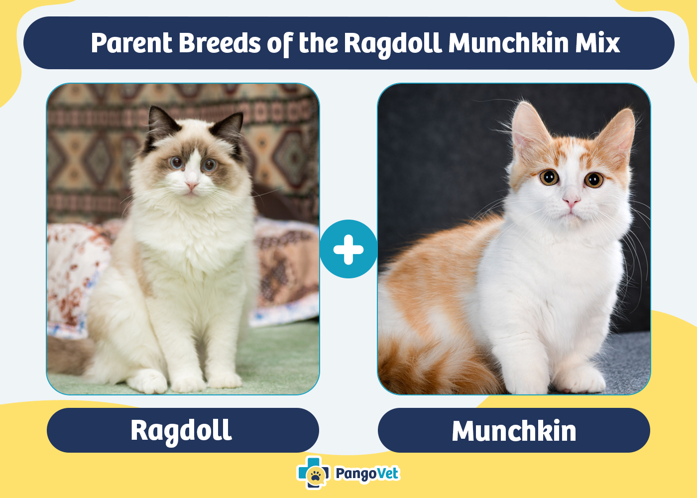 Parent Breeds of the Ragdoll Munchkin Mix