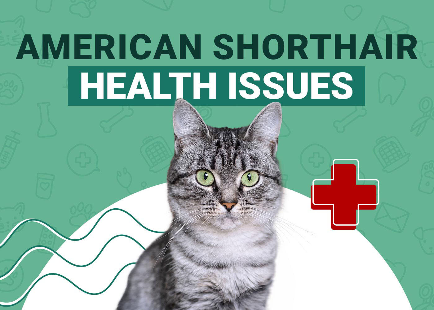 American Shorthair Cat Health Problems