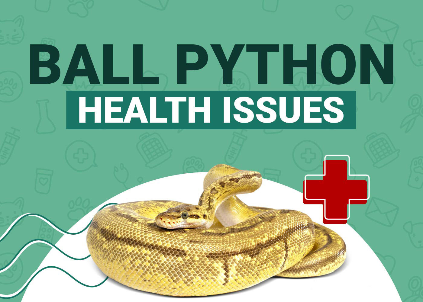 Ball Python Health Issue
