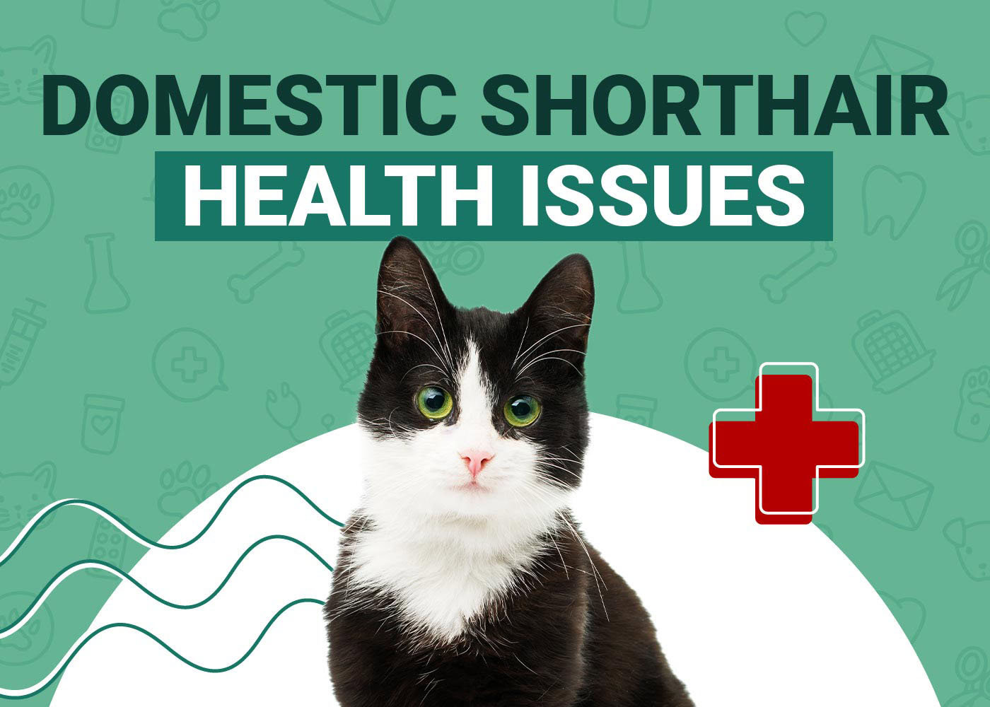 Domestic Shorthair Cat Health Problems