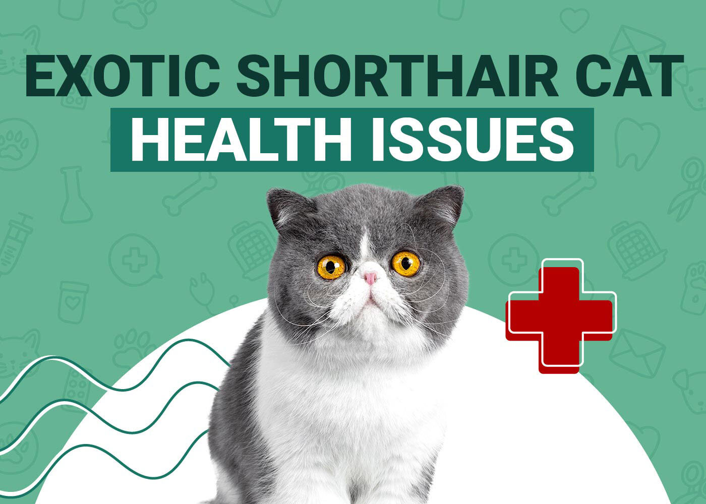 Exotic Shorthair Cat Health Problems