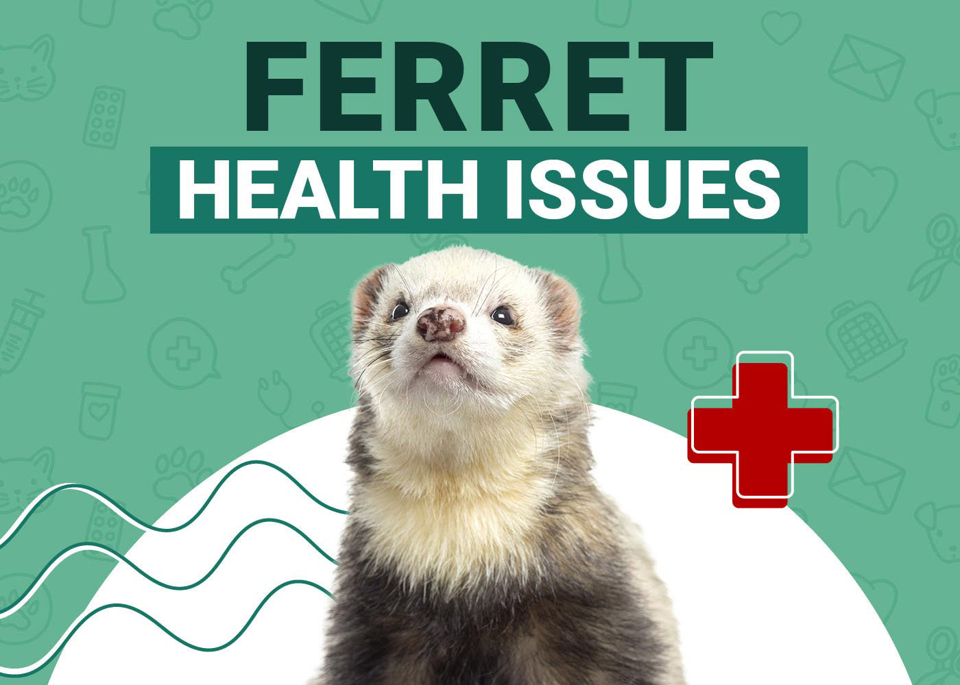 Ferret Health Problems