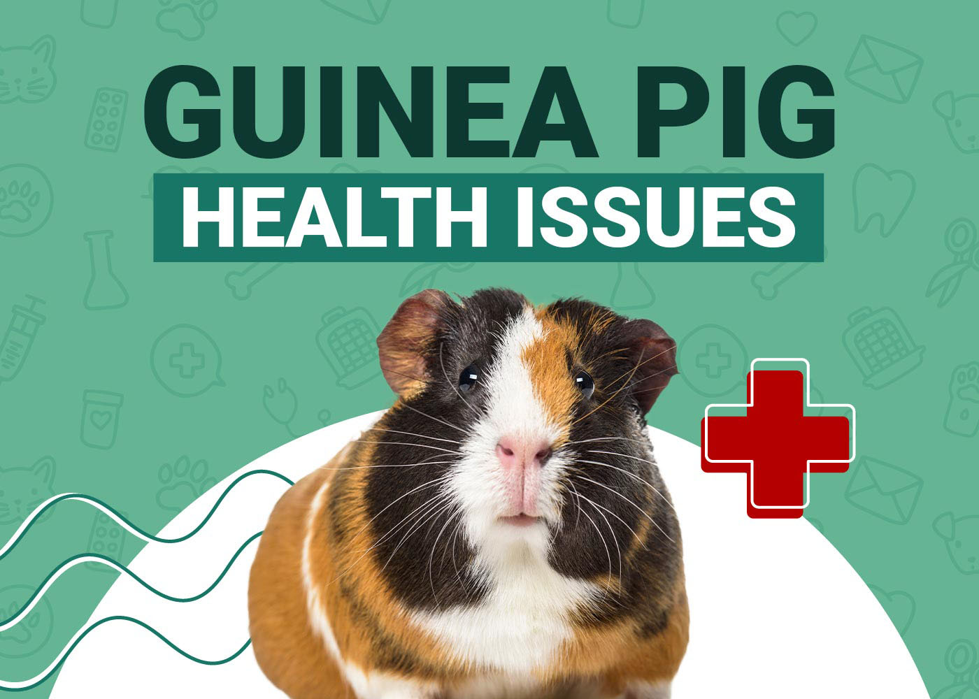 Guinea Pig Health Problems