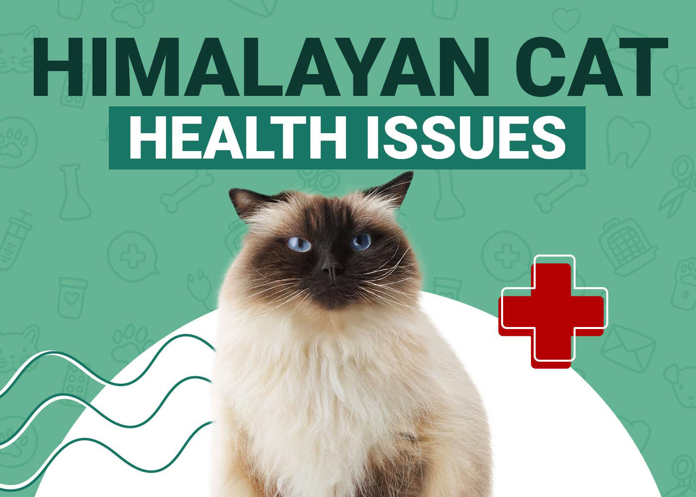 Himalayan Cat Health Problems