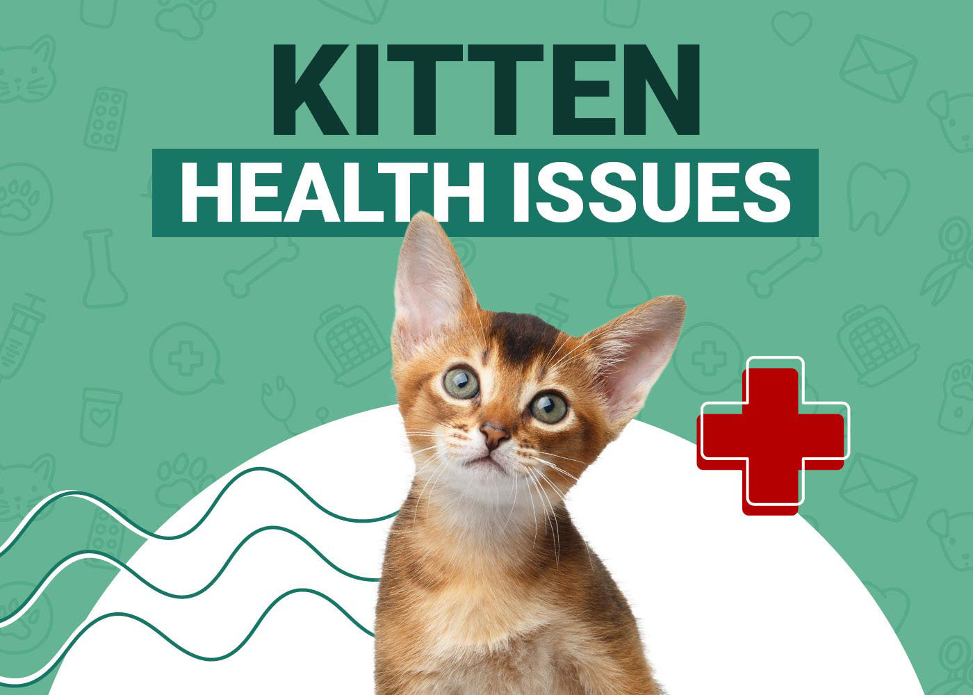 Kitten Health Issues