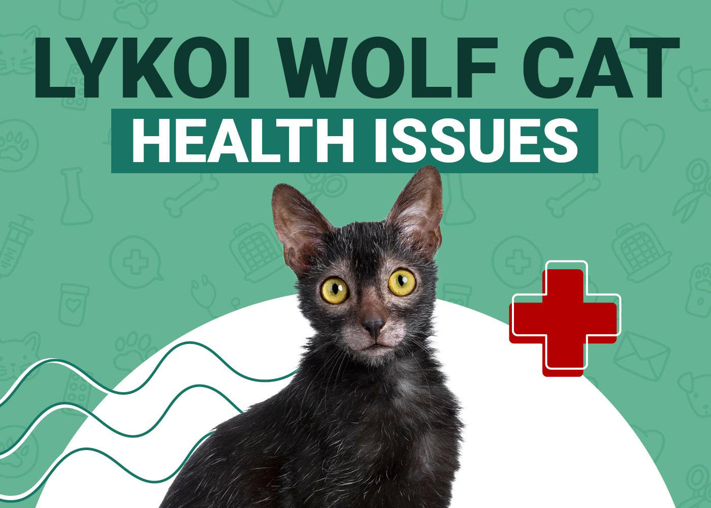 Lykoi (Wolf-Cat) Health Problems
