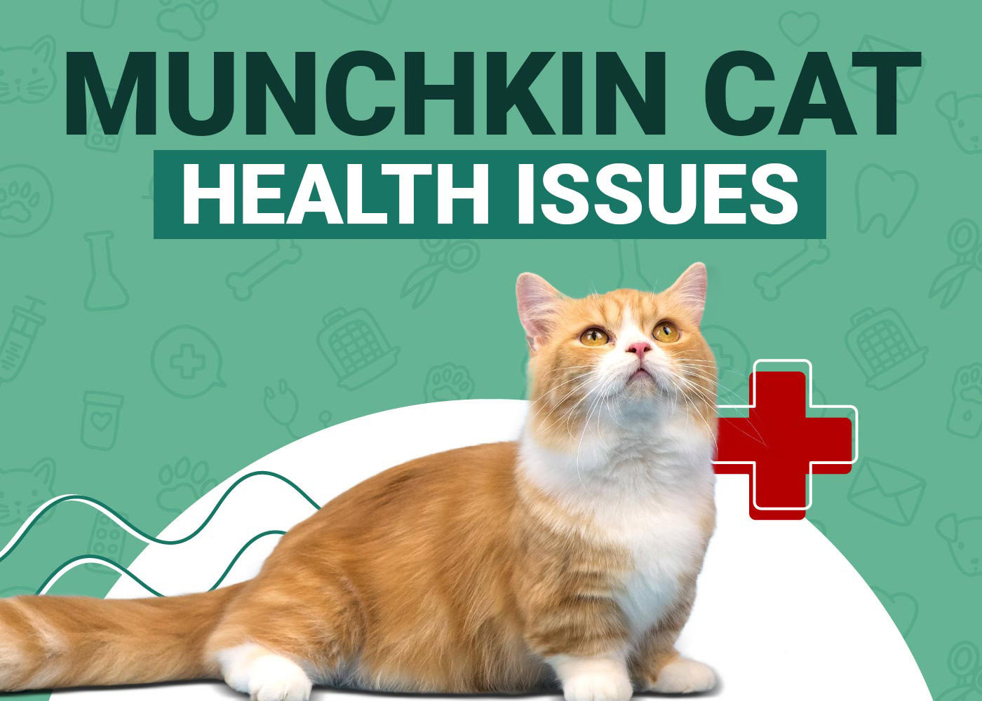 Munchkin Cat Health Problems