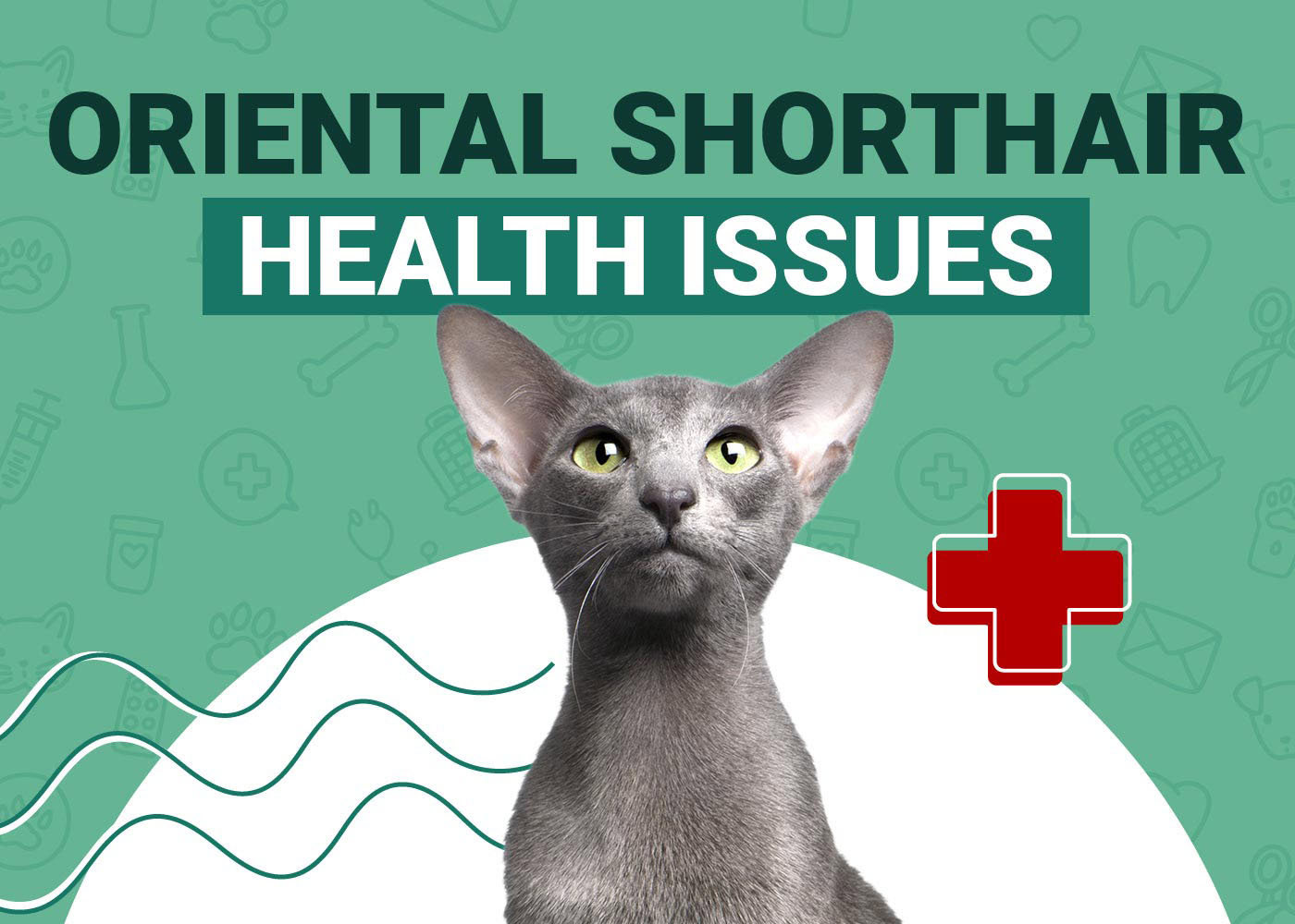 Oriental Shorthair Cat Health Problems