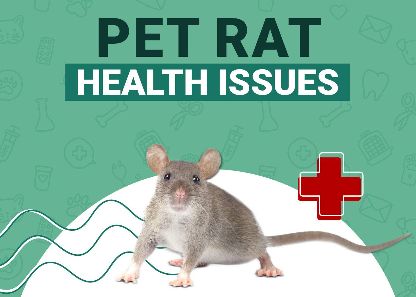 Pet Rat Health Problems