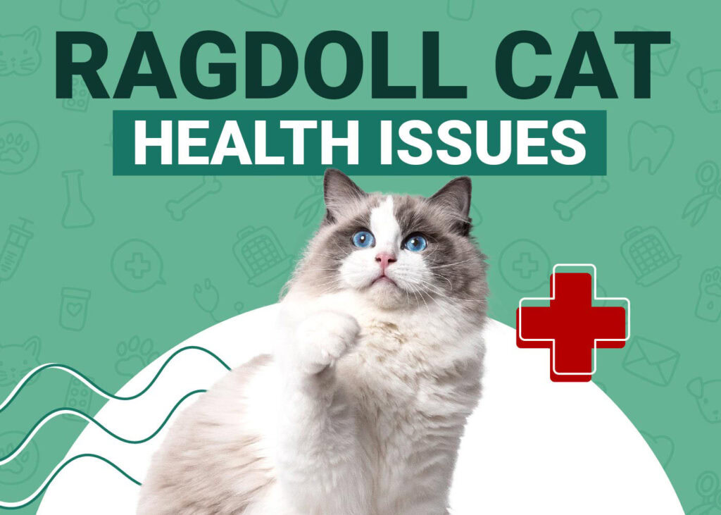 Ragdoll Cat Health Issues: 7 Vet-Verified Conditions to Be Aware Of ...