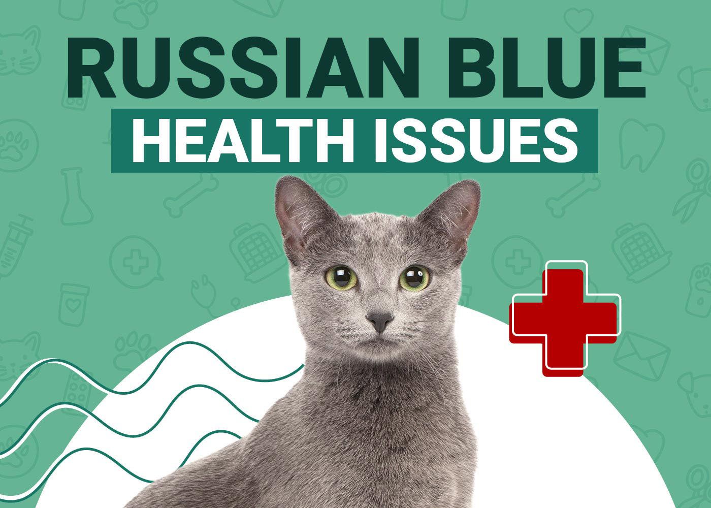 Russian Blue Cat Health Problems