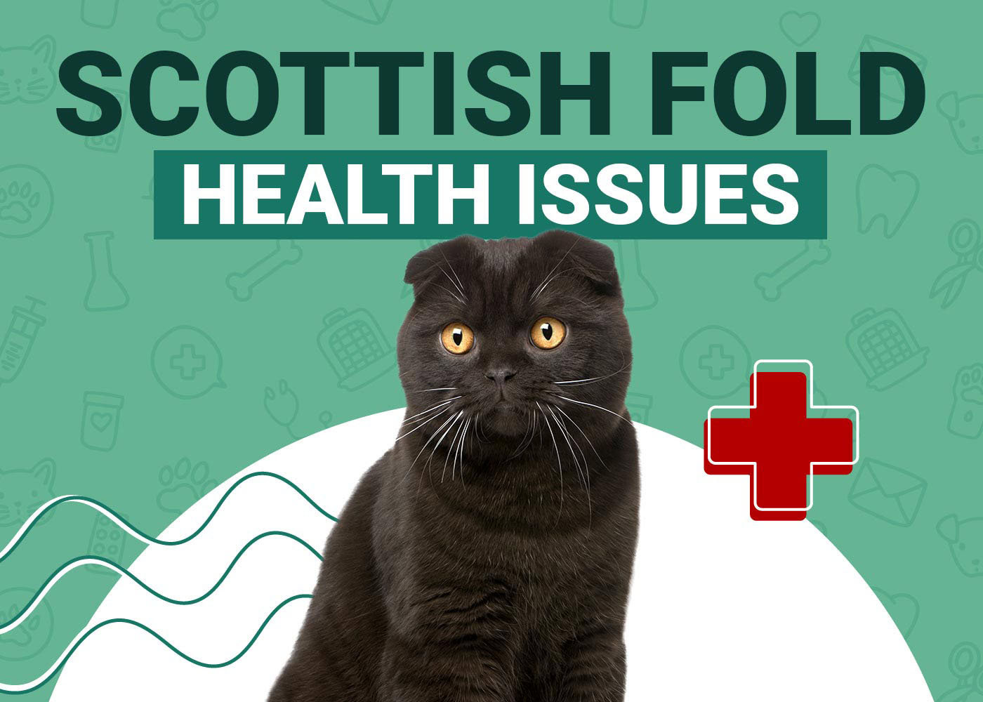 Scottish Fold Cat Health Problems