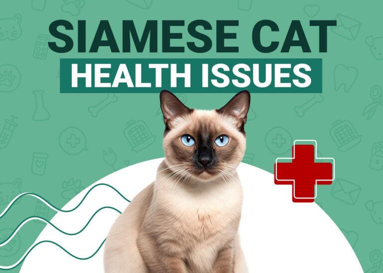 View of Siamese Cat Health Problems: 8 Vet Reviewed Concerns & Care Tips | The ...