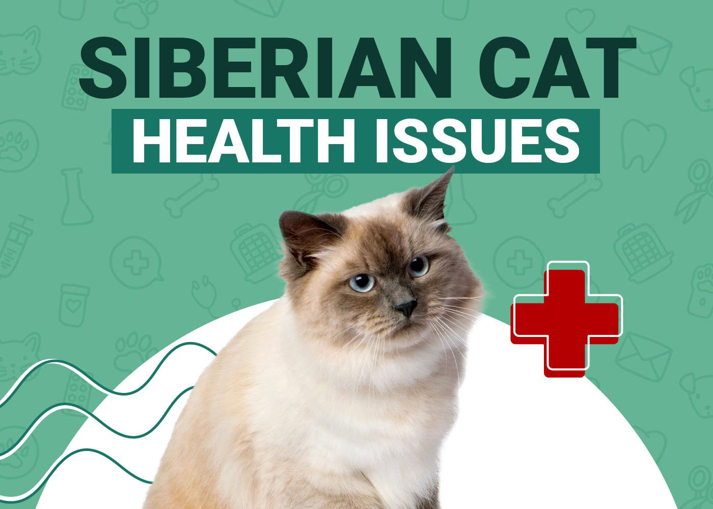 Siberian Cat Health Problems