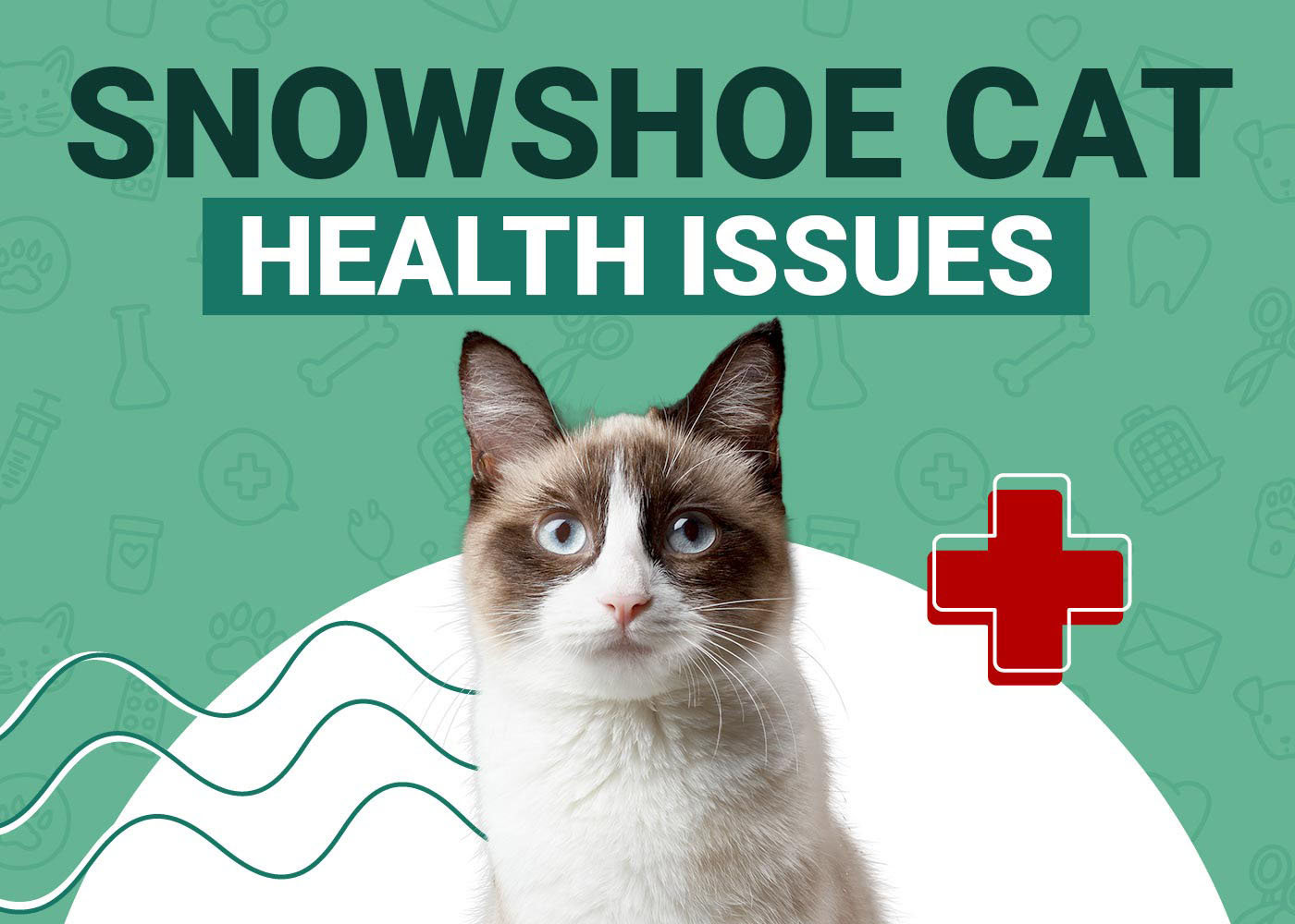 Snowshoe Cat Health Problems