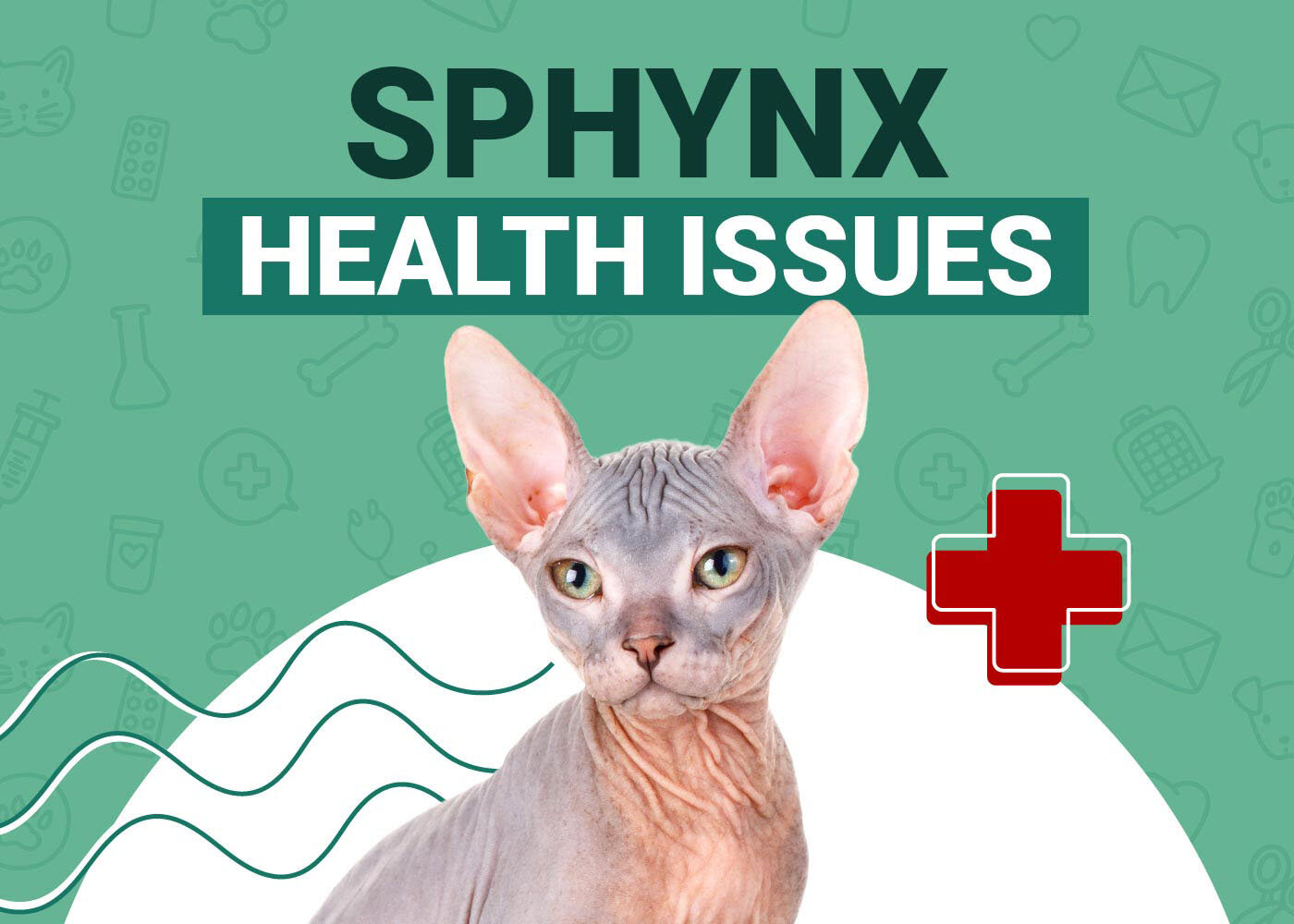 Sphynx Cat Health Problems