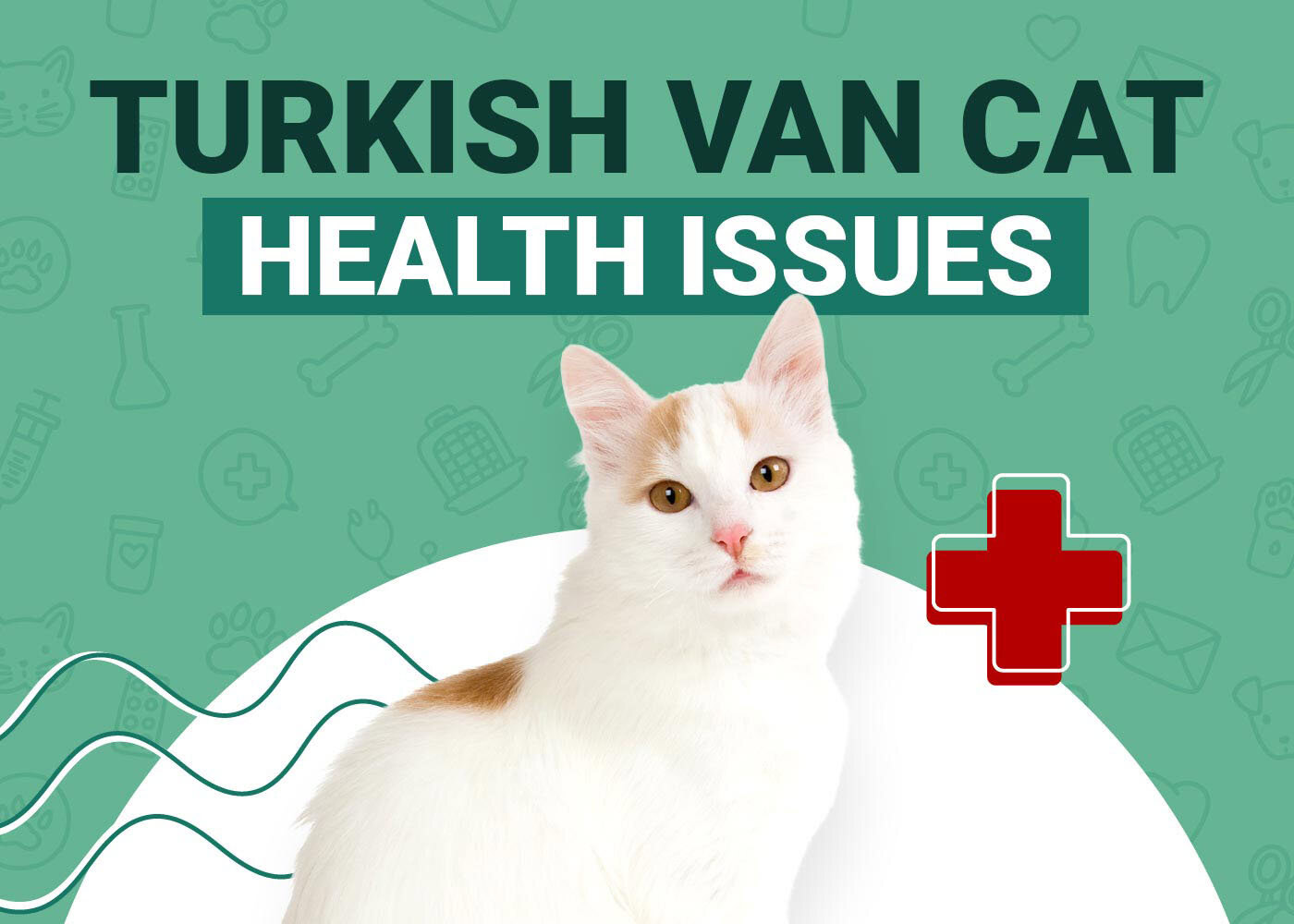 Turkish Van Cat Health Problems