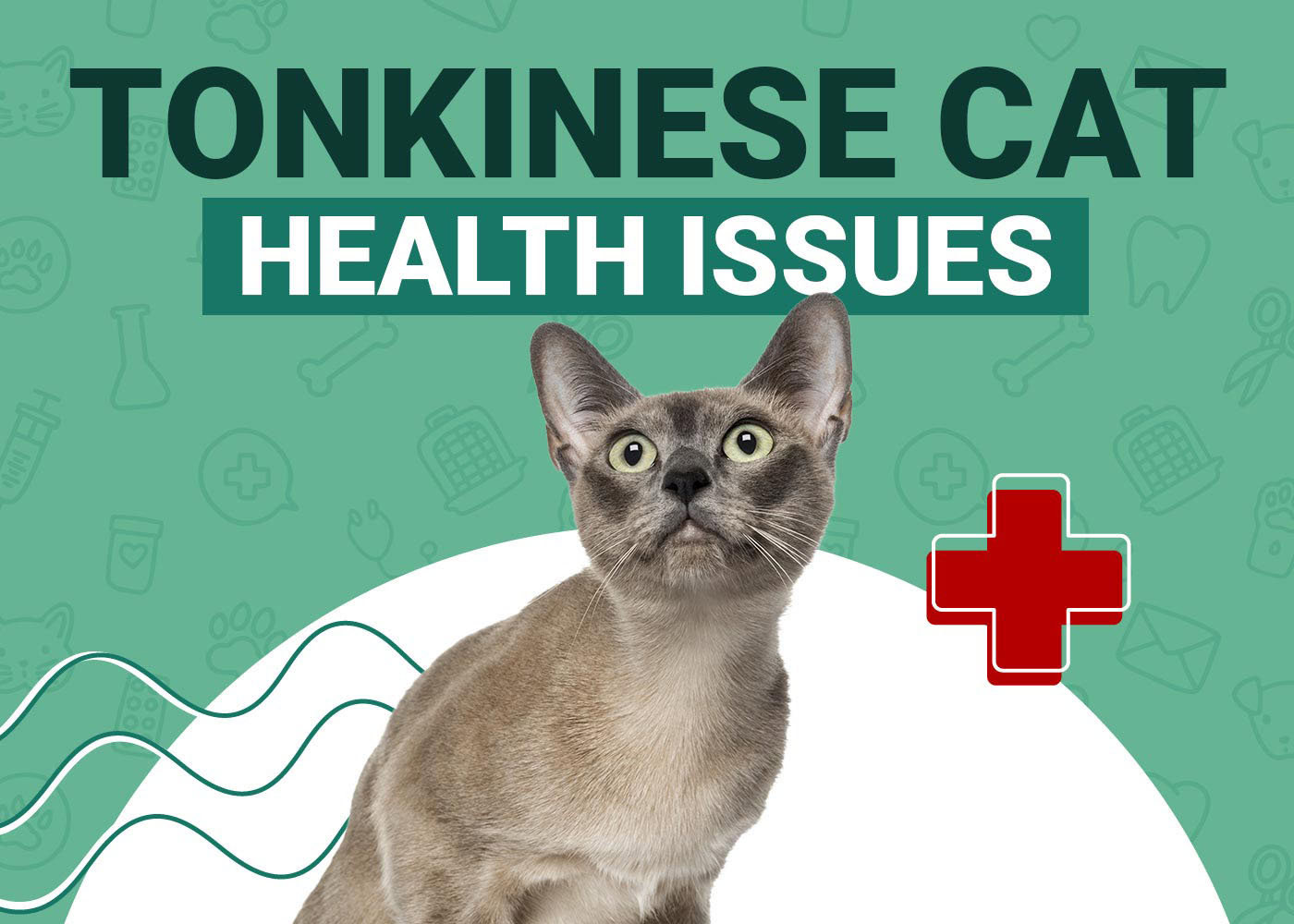 Tonkinese Cat Health Problems