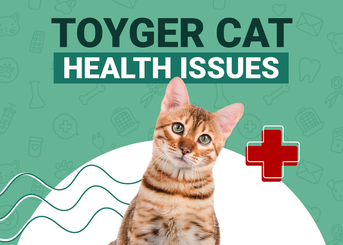 Toyger Cat Health Problems