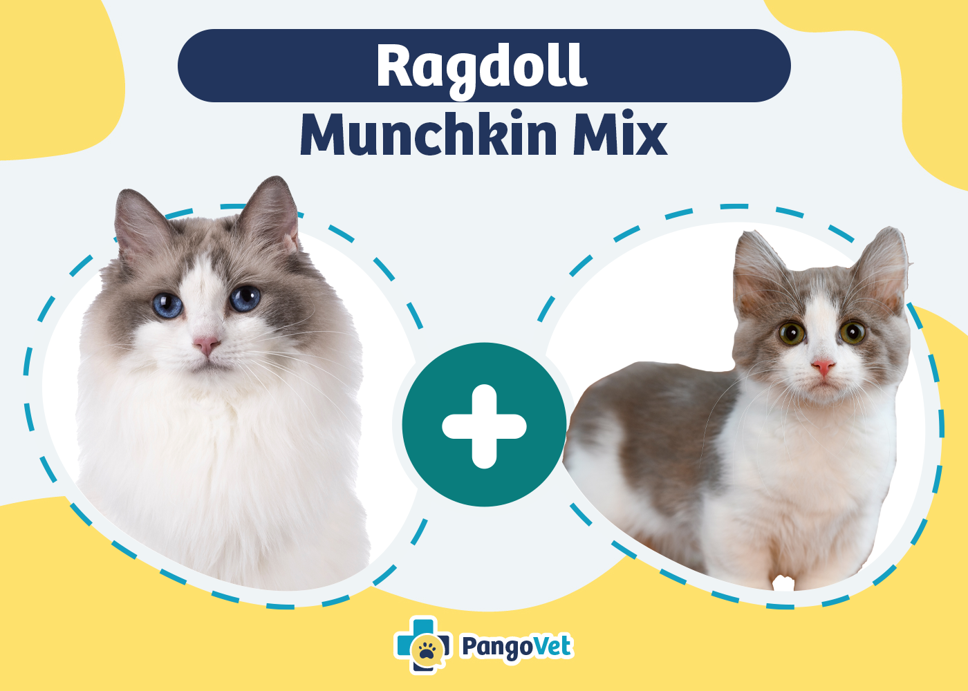 Ragdoll Munchkin Cat